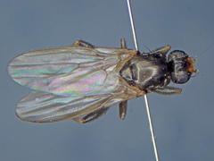 Copromyza nigrina
