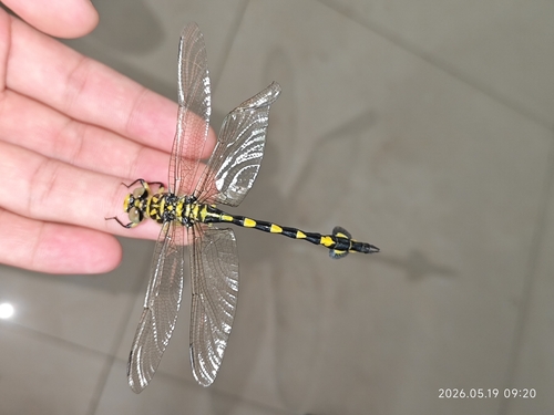 Golden Flangetail