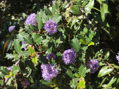 Ceanothus masonii