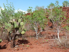 Opuntia galapageia profusa