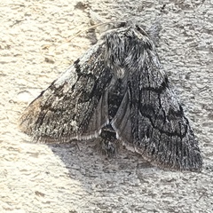 Pleromelloida
