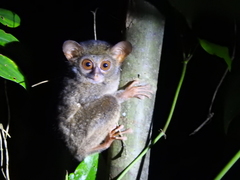 Tarsius supriatnai