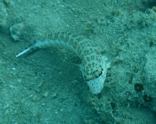 Grubfish (Parapercis xanthozona) — Pinguipedidae — 5
