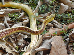 Chironius spixii