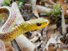 Chironius spixii