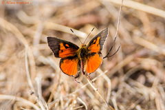 Axiocerses harpax