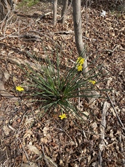 Narcissus