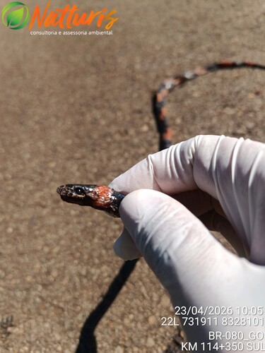 Brazilian False Coral Snake