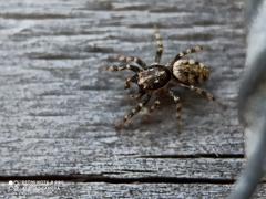 Salticus zebraneus