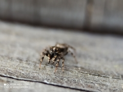 Salticus zebraneus