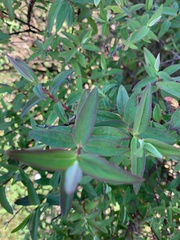 Hypericum canariense