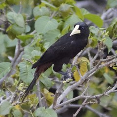 Psarocolius decumanus