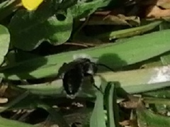 Andrena cineraria
