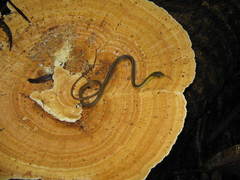 Chironius spixii