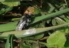 Andrena cineraria