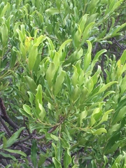 Euclea schimperi schimperi