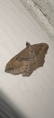 Gem Moth photo 4