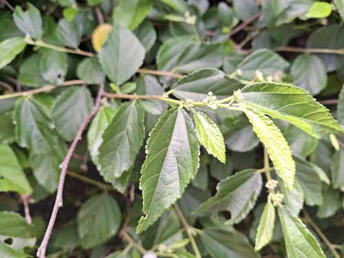 Grewia rhombifolia observed 2026-05-19
