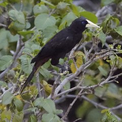 Psarocolius decumanus