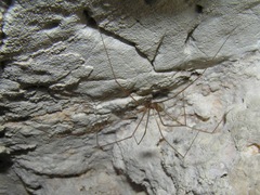 Hoplopholcus minotaurinus