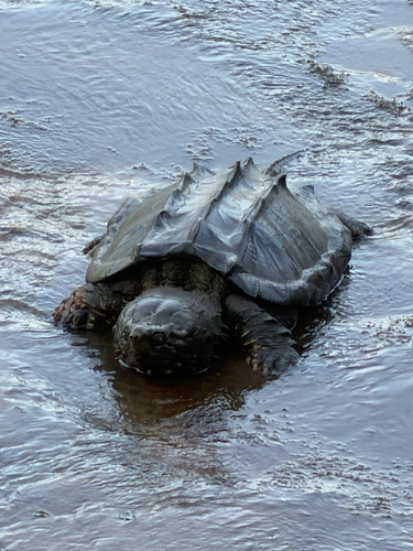 Alligator Snapping Turtle observed by kmurraystoker