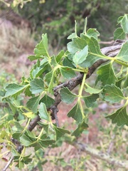 Commiphora schimperi