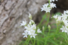 Allium canadense