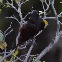 Psarocolius decumanus