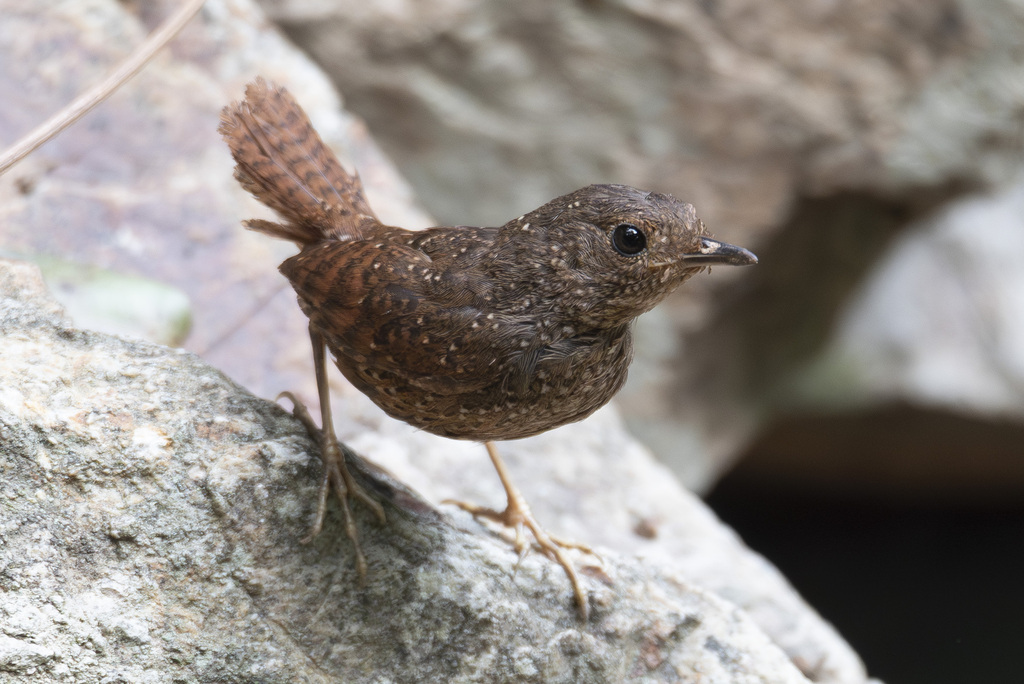 Spotted Elachura