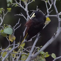 Psarocolius decumanus