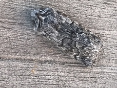 Pleromelloida