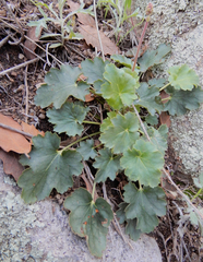 Heuchera soltisii