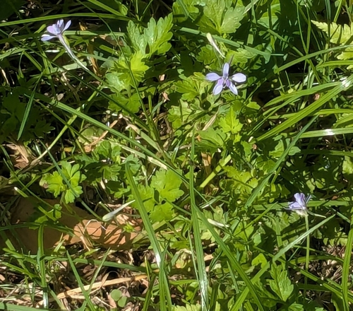 Delphinium anthriscifolium, photograph 2