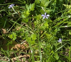 (c) mami_t_t, some rights reserved (CC BY) Delphinium anthriscifolium, photograph (c) mami_t_t, some rights reserved (CC BY)