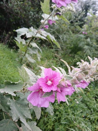 Malva olbia, photograph 5
