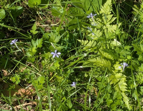 Delphinium anthriscifolium, photograph 3