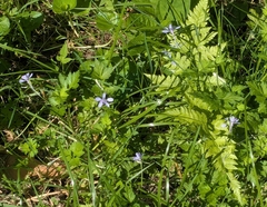 (c) mami_t_t, some rights reserved (CC BY) Delphinium anthriscifolium, photograph (c) mami_t_t, some rights reserved (CC BY)