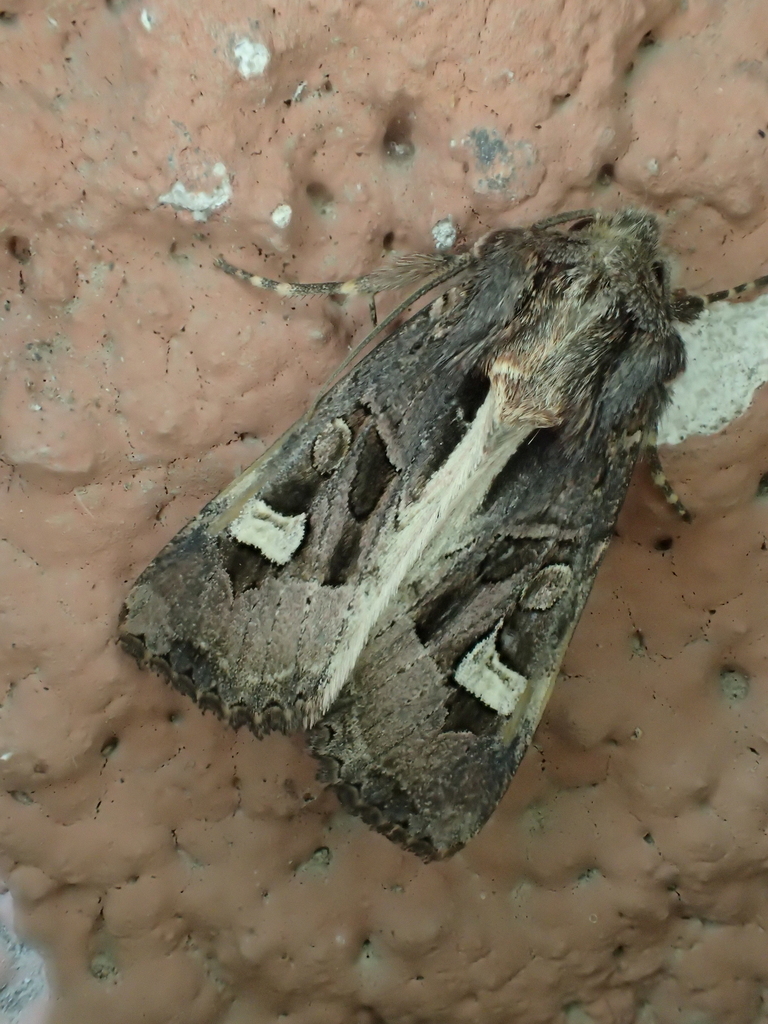 Trigonophora jodea