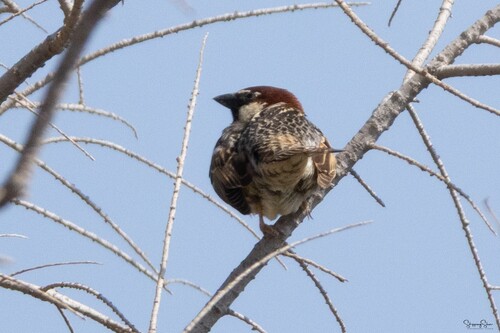 Spanish Sparrow (Passer hispaniolensis), photo 4