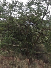 Commiphora schimperi