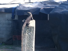 Ctenosaura acanthura