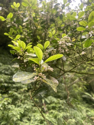 Ilex maximowicziana iNat (2)