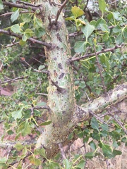 Commiphora schimperi