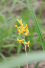 Corydalis micrantha
