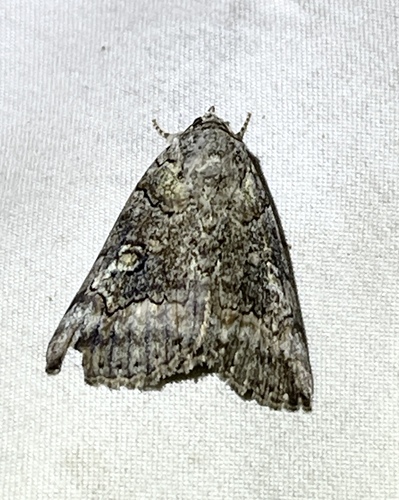 Similar Underwing photo 6