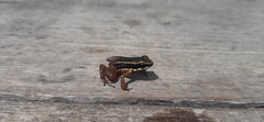 Allobates niputidea