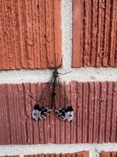 Pleasing Picture-winged Antlion
