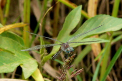 Pachydiplax longipennis