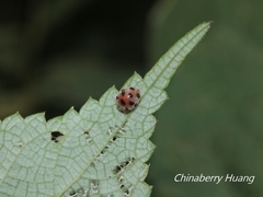 Epilachna maculicollis