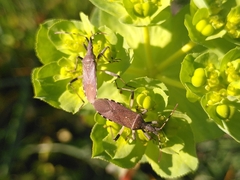 Dicranocephalus albipes